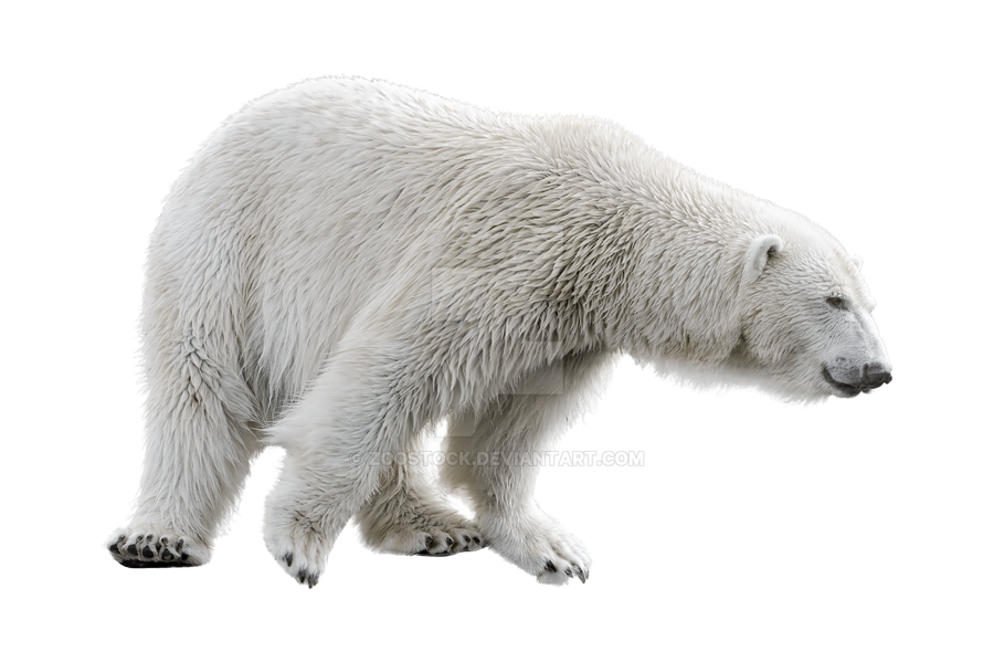 Polar bear